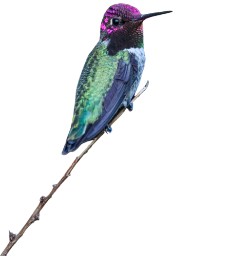 A photo of a beautifully colored hummingbird.